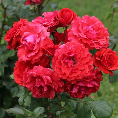Shop - Rosa Hansestadt Lübeck® - rot - floribundarosen - diskret duftend - Reimer Kordes - Üppig, gruppenweise blühend, auf  einem Stielsogar 10-15 Blüten.